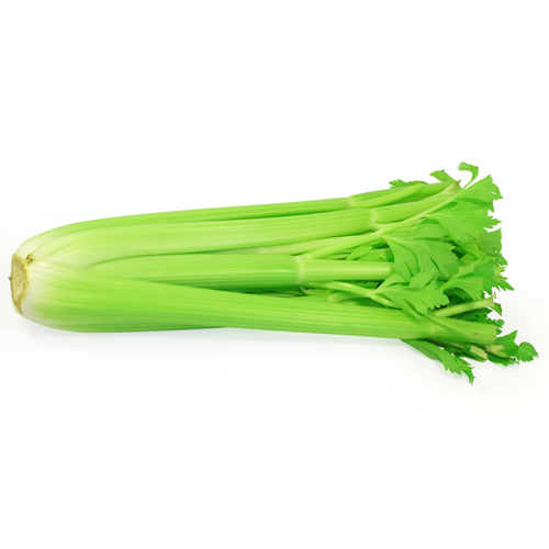 celery sq
