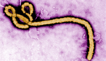 Ebola int